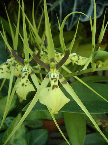 Brassia gireoudiana